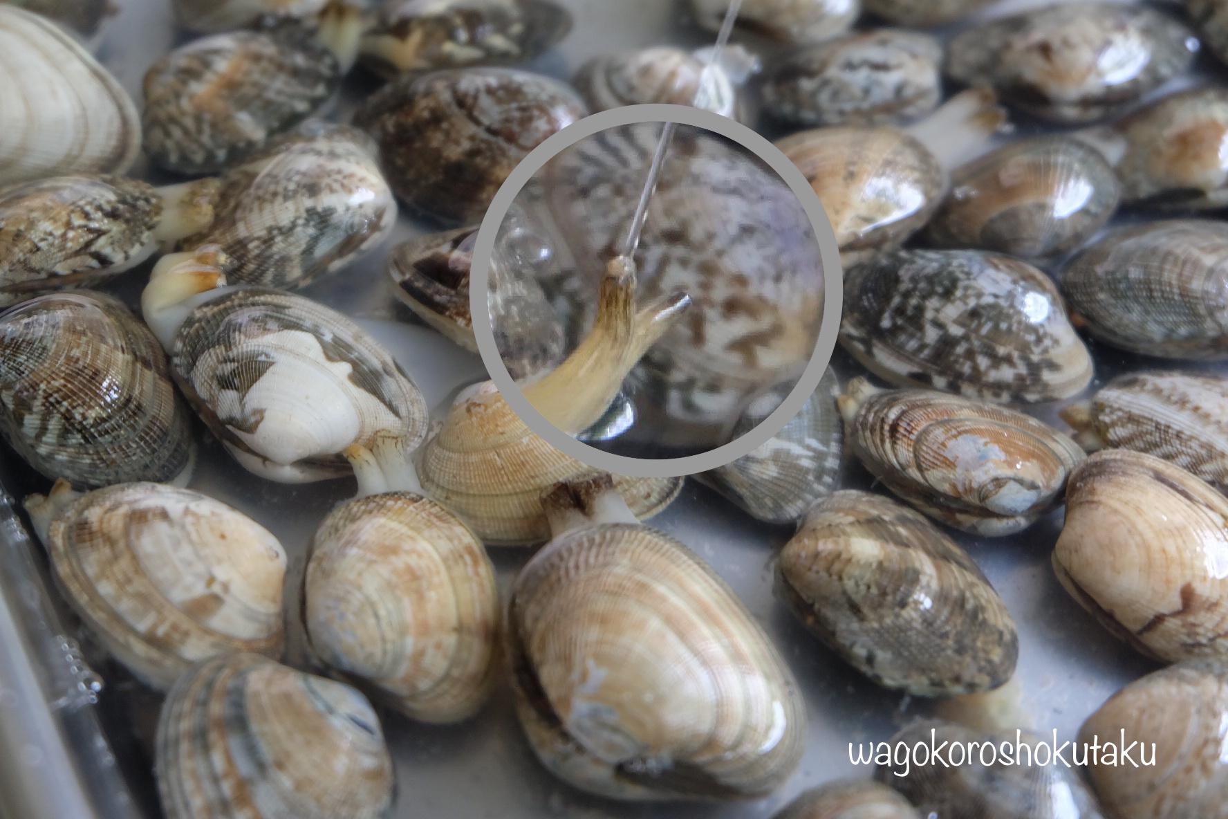 基本からアレンジまで！思わずつくりたくなる「アサリの砂抜き お湯」のレシピ集クックパッド