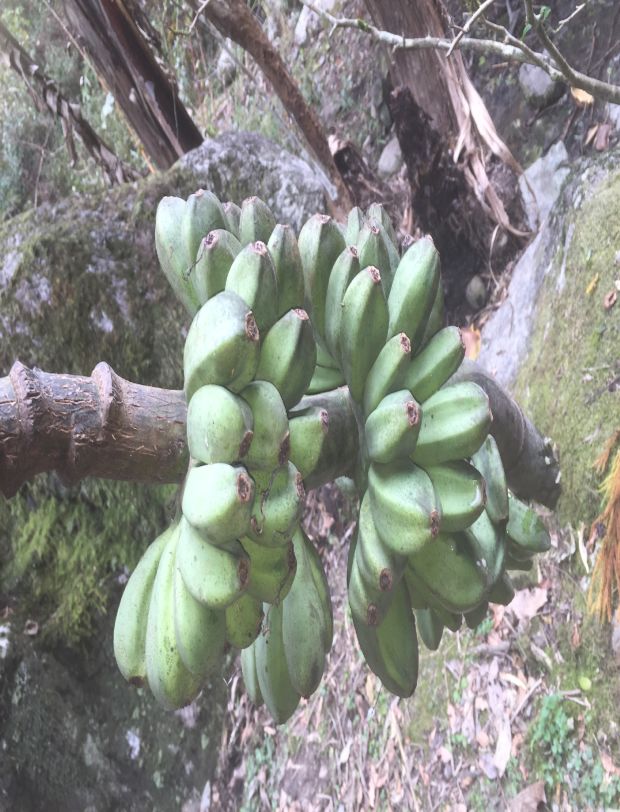 バショウ 芭蕉バナナ - 沖縄百科事典 あじまぁ