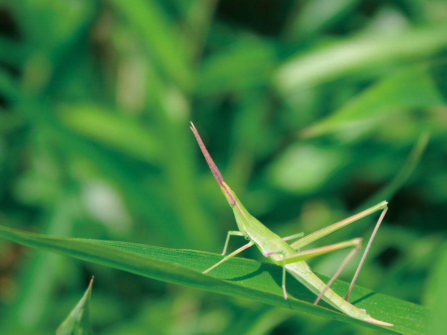 ショウリョウバッタ公式 石川流域生きものミュージアム・雨ふる大地の水辺保全ネットワーク