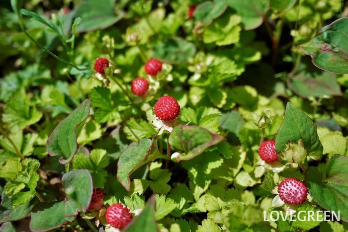 苺 イチゴ 水彩画 バラ科のイラスト素材 - PIXTA