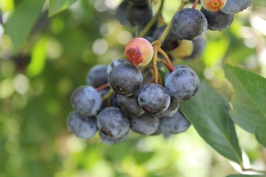 Amazon.co.jp:10袋セット カネカ食品 木更津ブルーベリーグミ 果汁グミ ラブレ乳酸菌入り 40g×10袋 人気 大容量 :食品・飲料・お酒