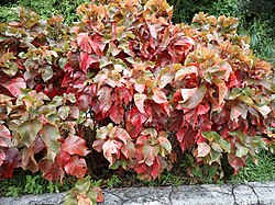 キフクリンアカリファ フリルリボンのような可愛らしい葉が特徴のキフクリンアカリファ🌿✨ 葉がお花のようです😌キフクリンアカリファ観葉植物フリル園芸 ホームセンターホームセンターメイド 綱島西エアプランツ 家庭菜園着生材 着生板 ビカクシダ みどり