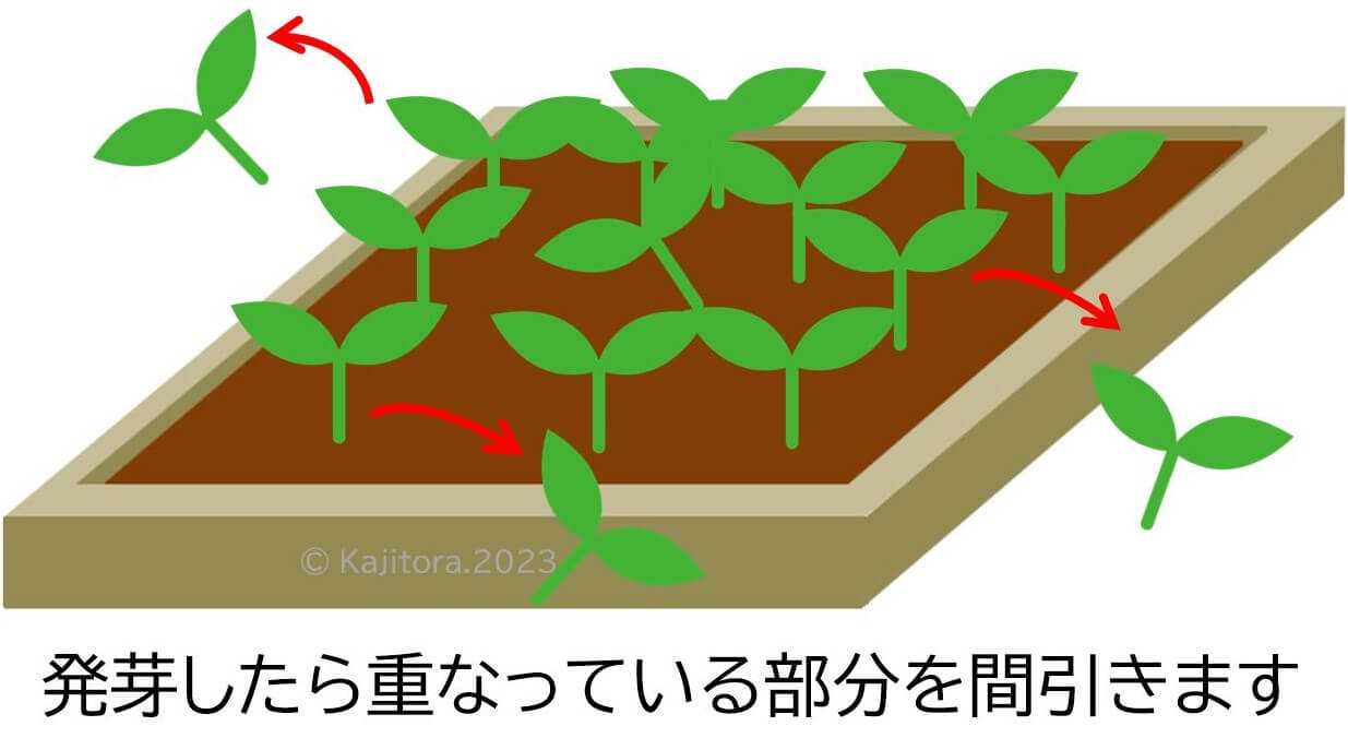 ナスの種まきと育苗、九州で育てたナスの固定種いろいろ。育てて食べる102