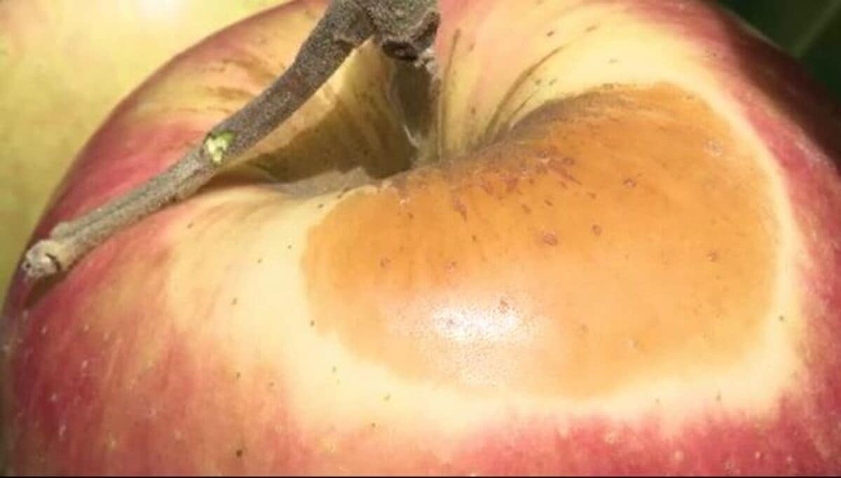 焼く料理ではフライパンよりガスバーナーの方が優れている」説を頑張って検証 - メシ通ホットペッパーグルメ