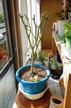 水耕栽培装置を自作してパプリカ栽培！その④実がつきはじめた編 – エンDIYアクアポニックスの日記