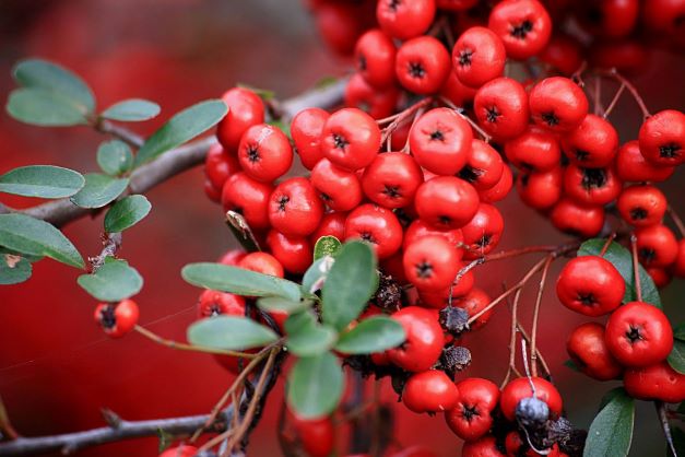 鳥の好物 ピラカンサの実庭に咲く花・季節が感じられれば良し