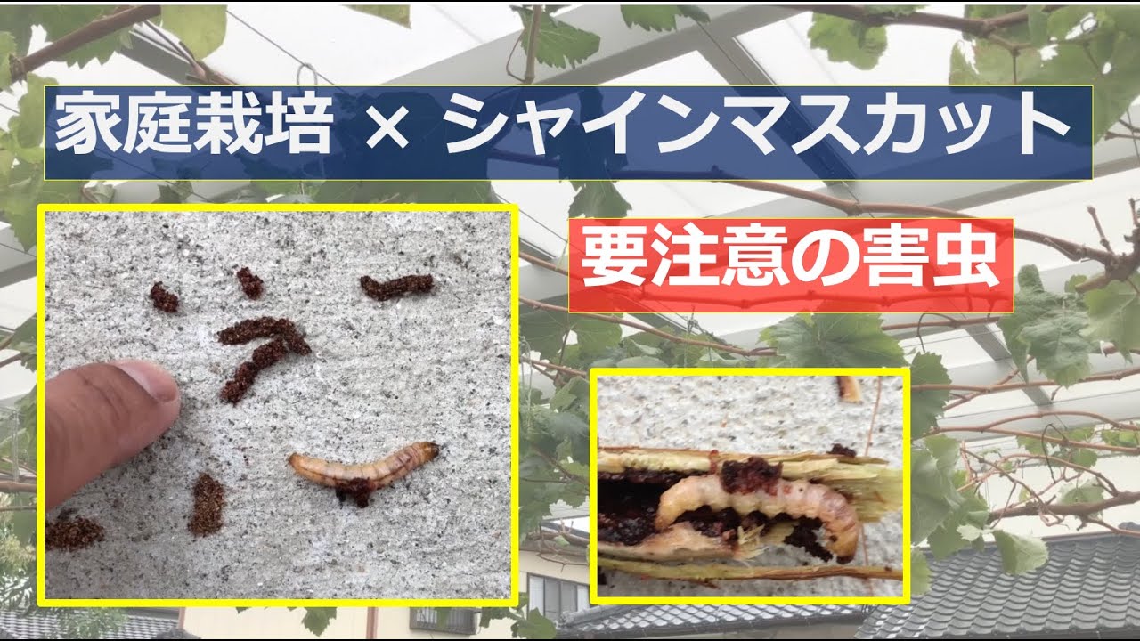 シャインマスカットの病害虫被害状況 - さぁて、畑へ行こう