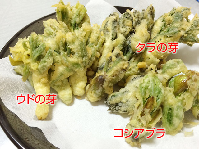 詳細あり👉をタップ✓あまねの生鮮昨年新発売で人気に♡ 朝採りタラの芽『もちタラ』あまねでは2種類のタラの芽を販売しています😃 今回ご紹介するのは太良衛門が栽培する『もちタラ』🌱🌱もち