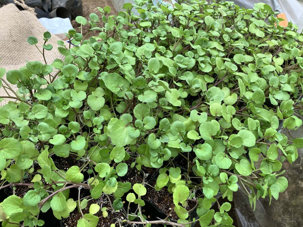 クレソンの育て方プランター・水耕・地植え栽培のコツを解説となりのカインズさん