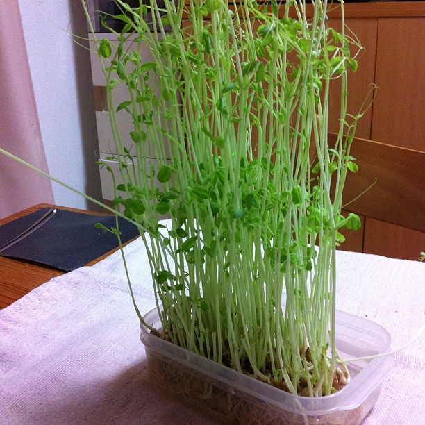 リボーンベジダブル研究所🌱無限豆苗生活ができる、すごいアイテム！ 再生野菜といえば、やっぱり「豆苗」。その手軽さと美味しさから、私もこれまで何度もリピートしてきました。でも、そんな豆苗loverにさらに嬉しいお知らせが ！今までとは一味違った「縦に栽培
