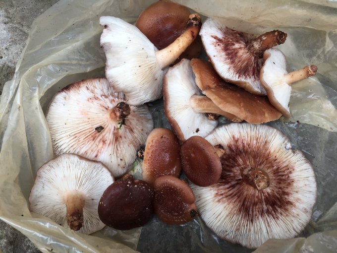 しいたけの賞味期限はいつ？冷蔵、冷凍、乾燥、常温？4つの保存方法