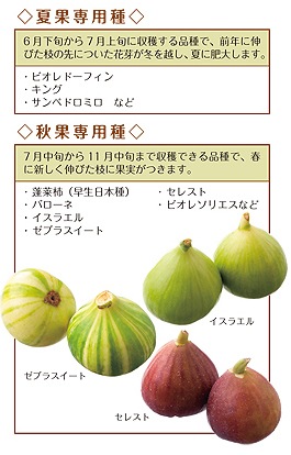 いちじくの収穫時期はいつ？品種ごとのタイミングと収穫量の目安を解説