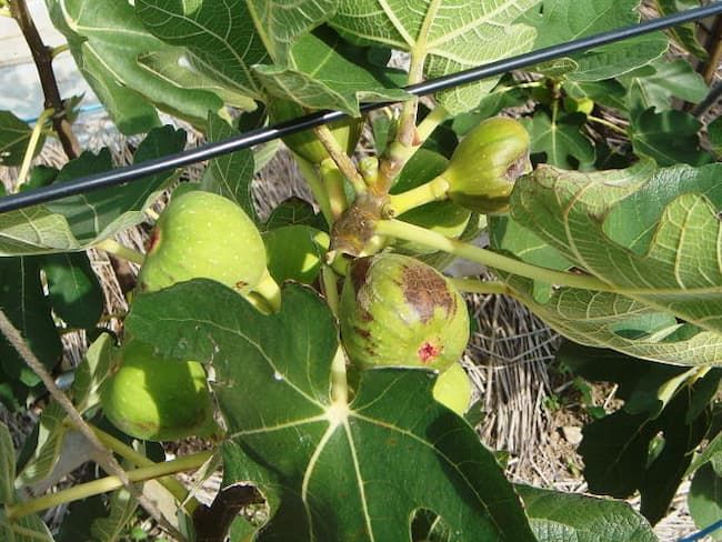 川西市の特産 イチジクの収穫時期を迎える - サンテレビニュース