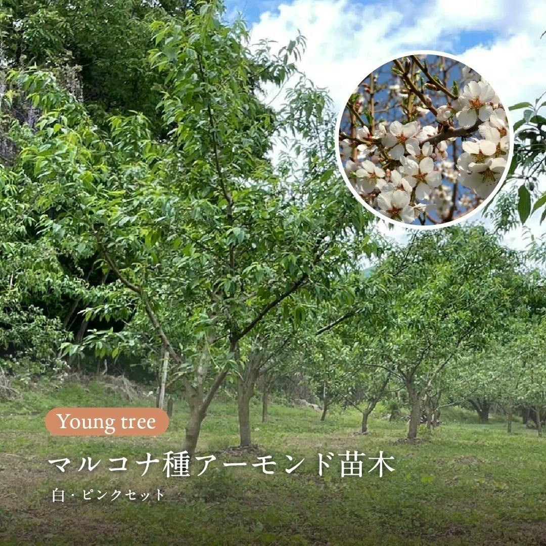 ダベイ アーモンド の特徴と育て方 kaju_a-mondo001-03苗木部の部室 〜苗木、育てよう〜 By 花ひろばオンライン