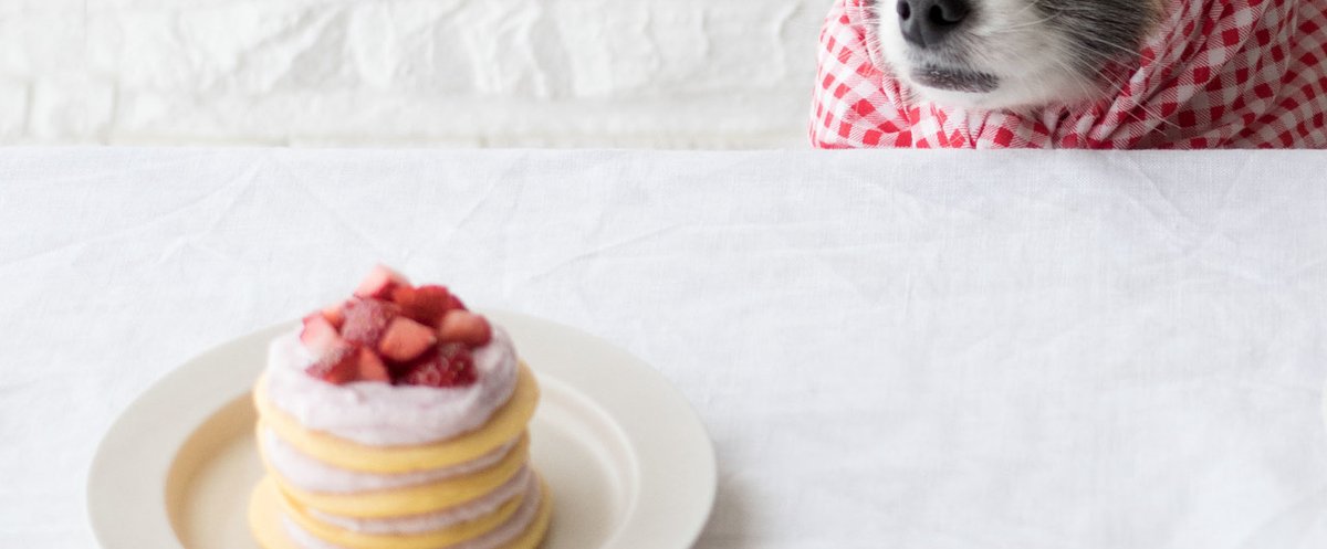 犬は生クリームを食べても大丈夫？犬に生クリームは与えていい？食べてはいけない？ワンコnowa