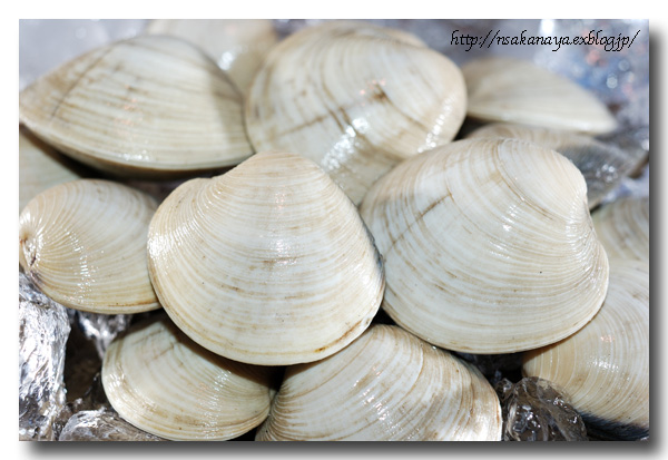 ホンビノス貝の特徴とは？はまぐりとの違いやおいしい食べ方を解説！クラシル