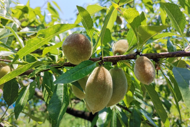 アーモンド栽培について。国内産で注目集めるアーモンドはどんな作物？ - 農業メディア│Think and Grow ricci