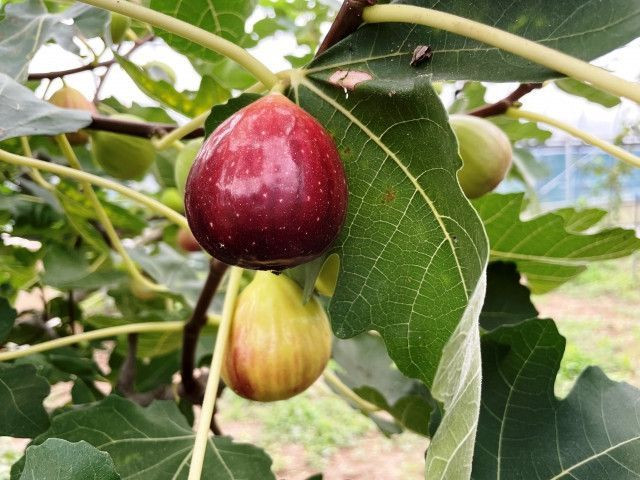 いちじくの収穫時期と収穫方法は？野菜の育て方・栽培方法
