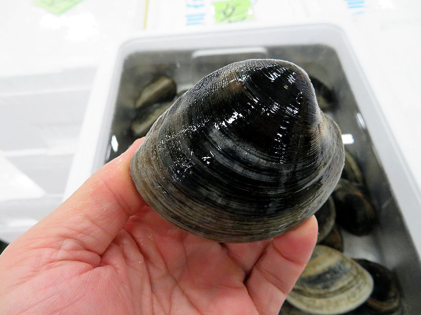 潮干狩りの新たな主役!? 二枚貝界の謎の新顔「ホンビノス貝」がスゴかった！ 季節・暮らしの話題 2016年03月02日- 日本気象協会tenki.jp