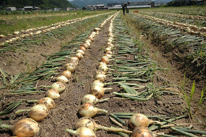 玉ねぎは冷蔵庫に入れる？ 入れない？ 根菜の正しい保存法をプロが解説！三越伊勢丹の食メディアFOODIE フーディー