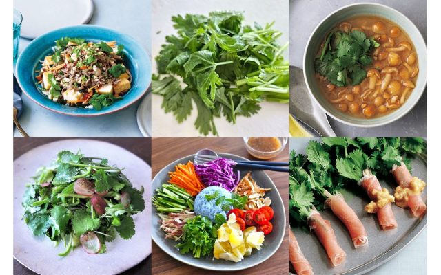 パクチーの花は食べられる？花が咲いた時にすべき対処法をご紹介！BOTANICA