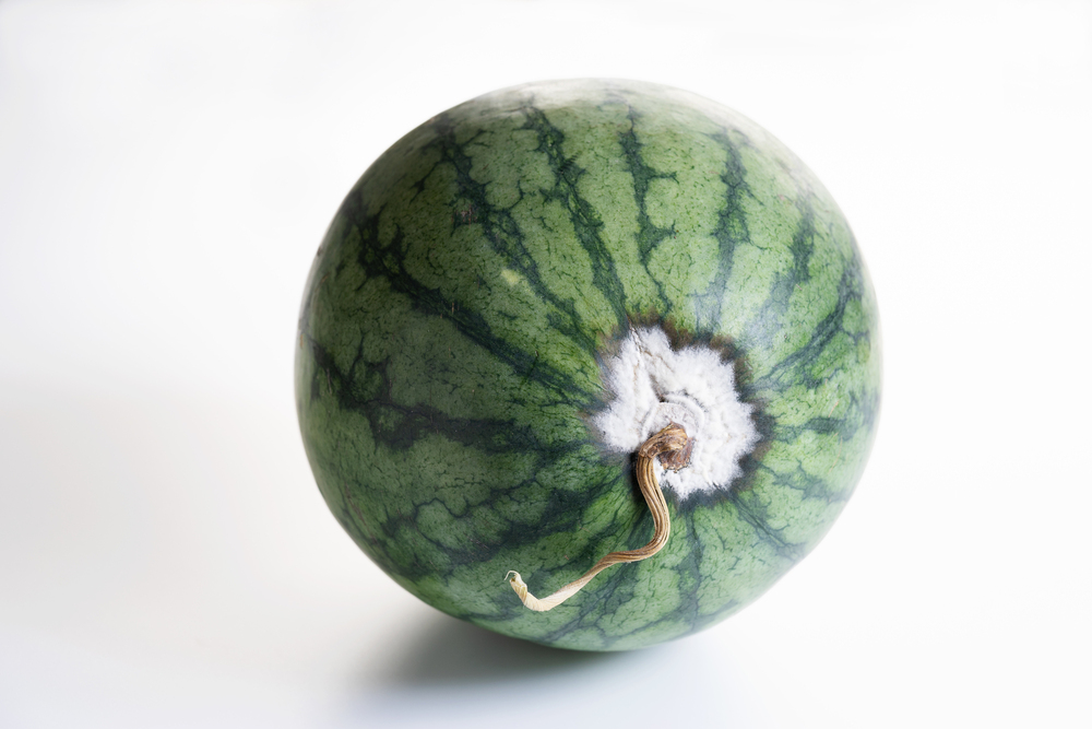 スイカを適温に出来る簡単な方法を紹介南原ファーム公式