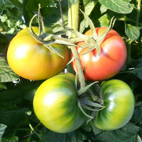 Amazon.co.jp: 糖度9度以上※おいし～甘～い※トマ糖※太陽のめぐみフルーツトマト「フルティカとティポ」各500g箱詰 : 食品・飲料・お酒