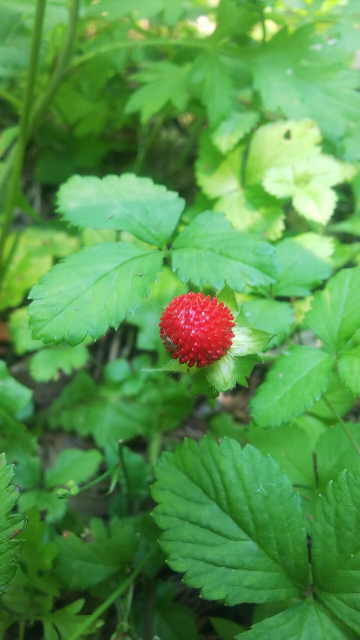 果物アレルギー、バラ科の果物で出る症状と対策、気を付ける食物果物.biz