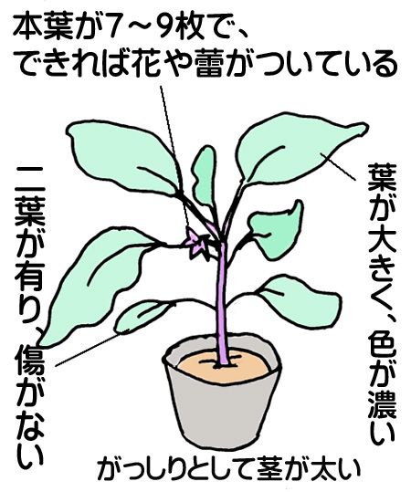 2月はナス科野菜の種まき時です！№1 茄子 │土と親しむ ～家庭菜園・農業応援歌～