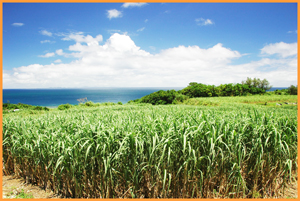 生物生産科より サトウキビ収穫実習に向けて！ - 沖縄県立宮古総合実業高等学校
