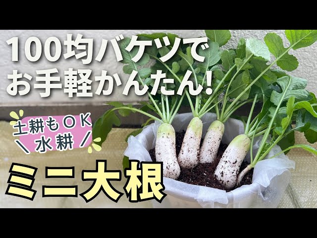 大根栽培革命 ペットボトル水耕栽培で特大サイズの大根を育てる方法大根の水耕栽培