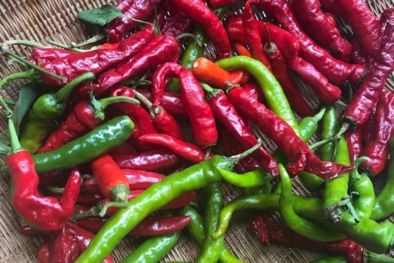 伏見とうがらし：辛みが少なく甘みが引き立つ京野菜 京野菜について知ろう