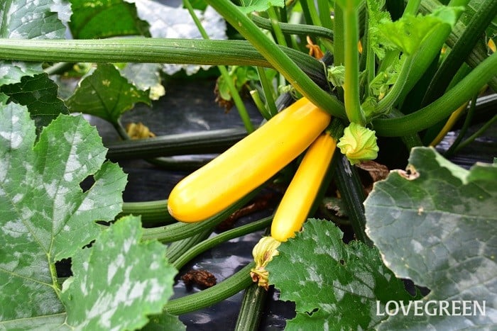ズッキーニの育て方・栽培方法LOVEGREEN ラブグリーン