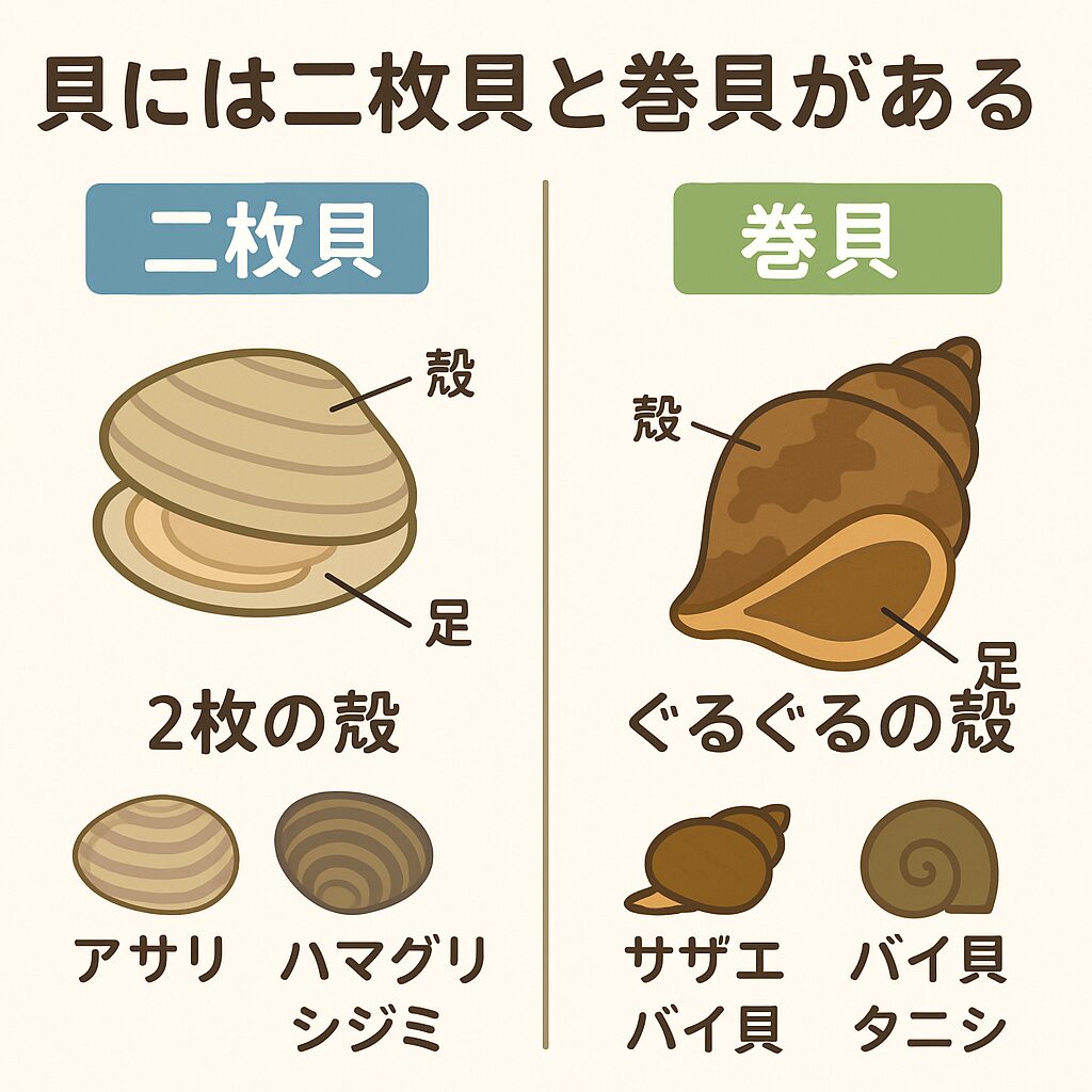 人気食材、貝の魅力でシーズンメニューにグッと差をつけるワザ - BtoB eSmart