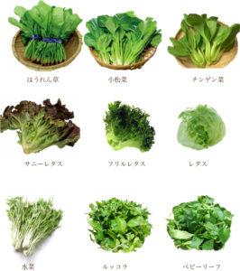 庭やベランダで育てて食べたい！ フレッシュ葉物野菜GardenStoryガーデンストーリー