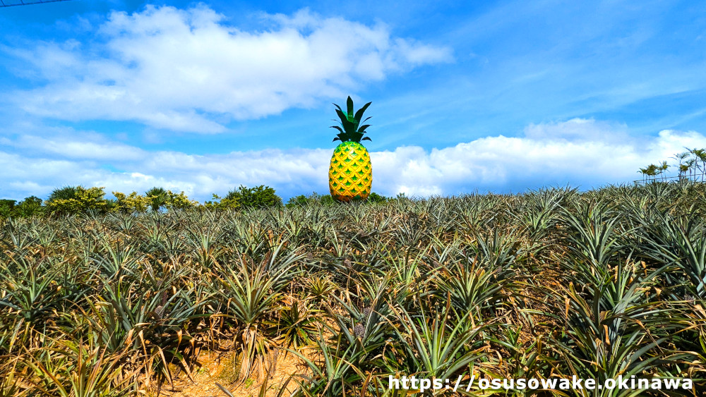 沖縄のパイナップル国産のほとんどが沖縄産！食べ頃や品種などを紹介 – オリオンストーリ