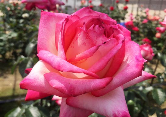 花の女王バラを紐解く「ティーローズの誕生」GardenStoryガーデンストーリー