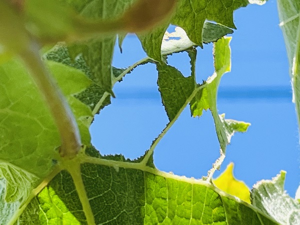 3日前に購入したシャインマスカットに白い蜘蛛の巣のような膜が張っていました。- Yahoo!知恵袋