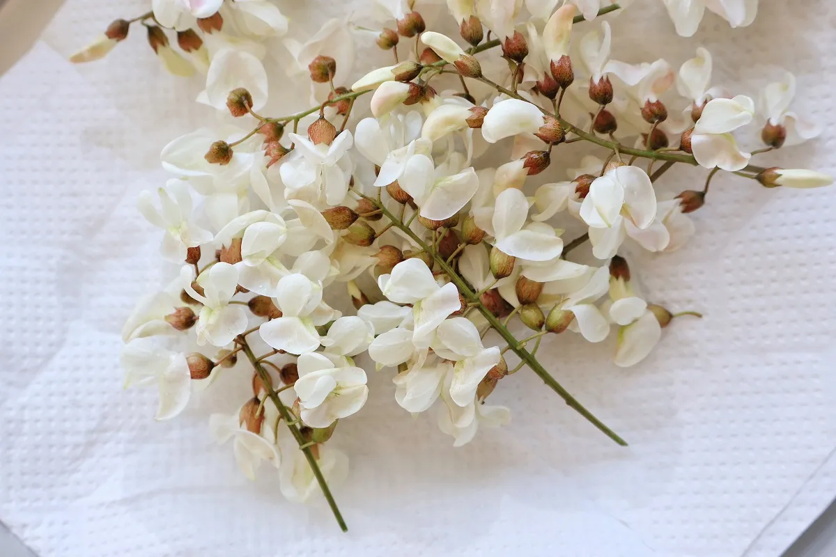 ニセアカシアの花の天ぷら 写真素材4431770- フォトライブラリ