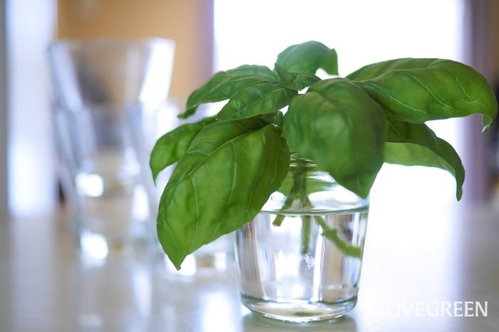 『バジルの保存方法』 冷蔵保存：2週間〜１ヶ月 1.バジルをためた水で優しく洗う。 2.ペーパーで水気をしっかり切る。3.バットにペーパーを敷いて、バジルをのせる。上から濡らしてしぼったペーパーをかぶせる。ラップをする。 4.冷蔵庫の野菜室で保存する。ポイント・洗わずに保存する方法もありますが、虫がついていると衛生上良くないので、一度洗います。 ・水滴が残ってると、黒くなりやすいです。