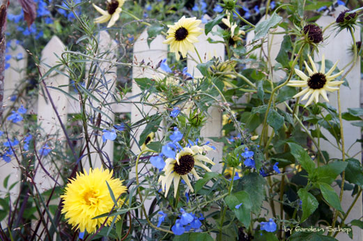 イタリアンホワイト ひまわり- e-種や国内最大級の野菜種・花種・苗・農業資材の販売店