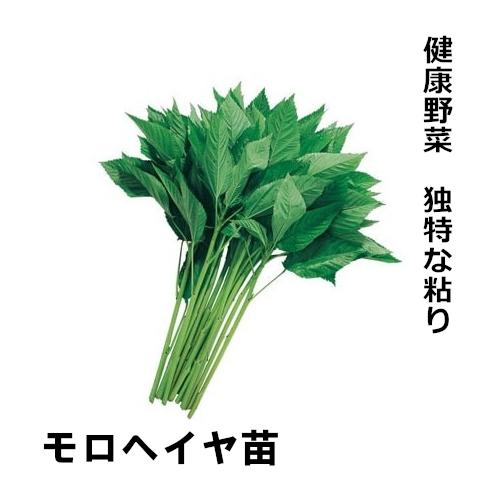 モロヘイヤの冷凍保存と活用レシピ葉と茎の茹で方、ネバネバの健康効果を解説HugKum はぐくむ