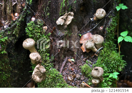 しめじの選び方と栄養素買い物で役立つ基本の「き」クラシル