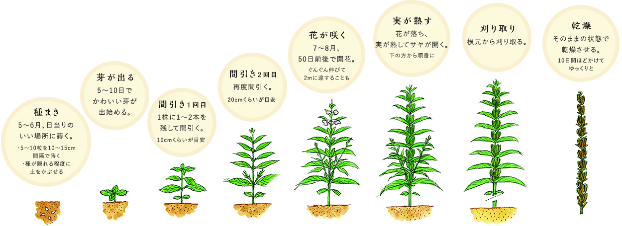 これをかけるだけで、いつものサラダがおもてなし料理に ！！🥗💗, ✨ごまの実オイル✨, @sanaluke2さんに美味しそうなホットサラダを作っていただきました🥗, ひとかけで料理の味がグンッと広がる！, サラダ、カルパッチョやスープ、アイスにも🥗🍨,プロフィール@kadoya_seiyuにあるリンク「ごまの実オイル」からお買い求めいただけます！, 
