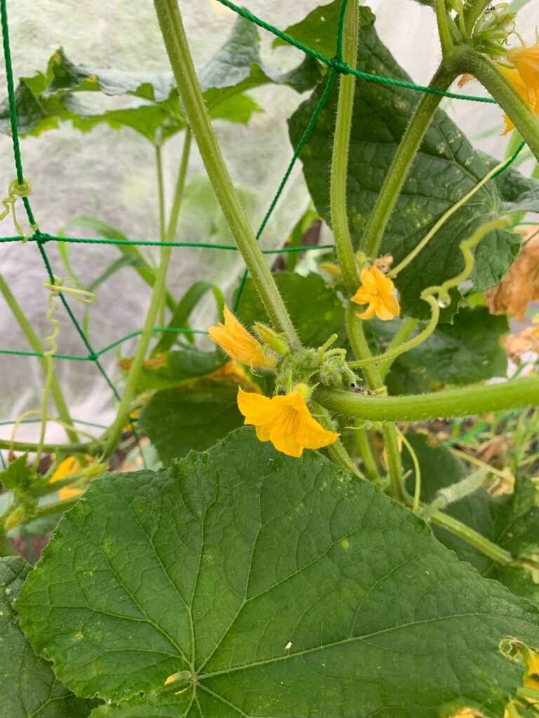 キュウリ、雄花ばっかり満開でーす 笑 Sunday, Sunny day