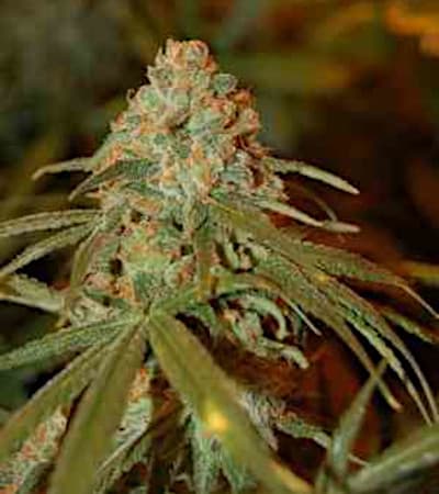 Lemon Skunk: Origem, história, características e dicas de cultivo