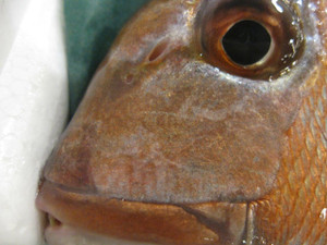 マダイの話 鼻の穴」 : 魚食普及ネットワーク