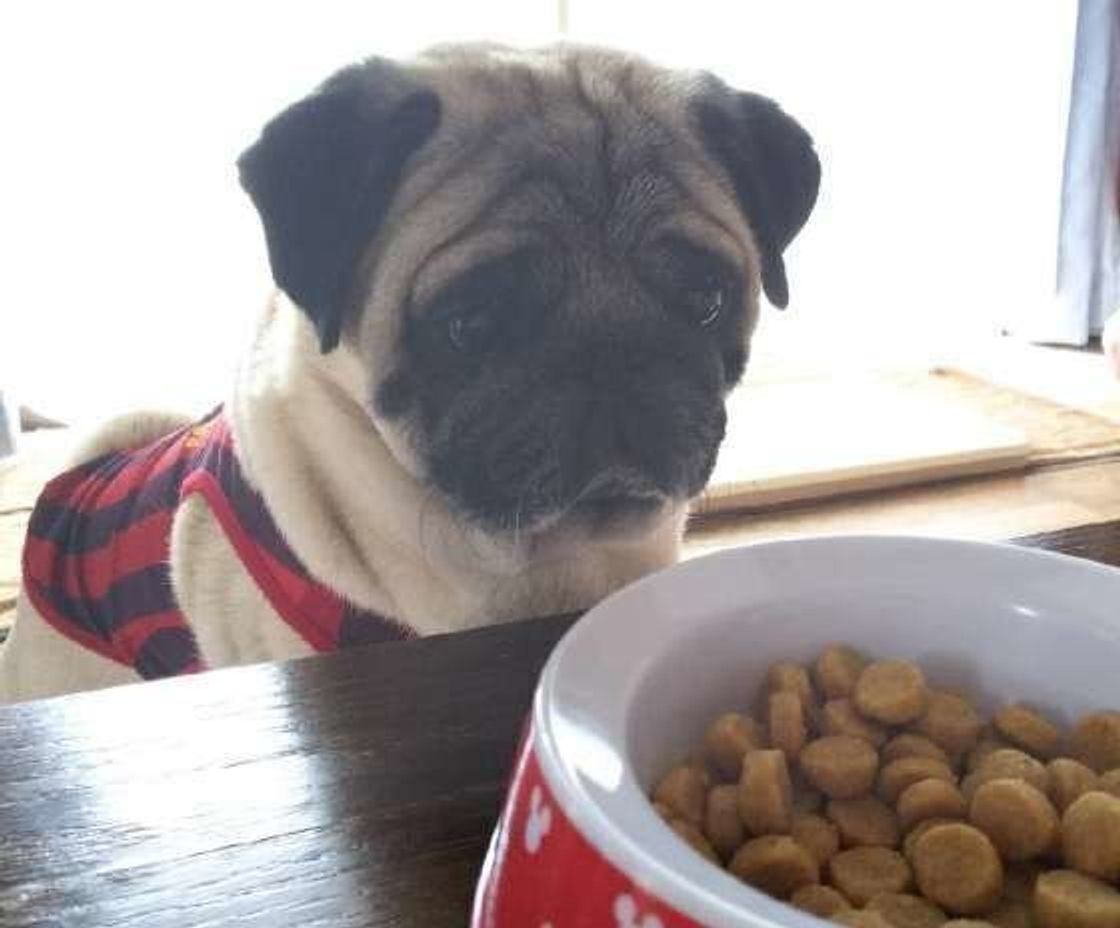 食べ渋り対策 愛犬用ドッグフードの和風ほっこりトッピングレシピ3選！〜消化促進・食欲UP・ダイエット〜ワンクォール