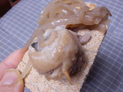 ニシンの酢漬けお酒やご飯と抜群に合う！人気の酢漬けにしんの通販おすすめランキングベストオイシ