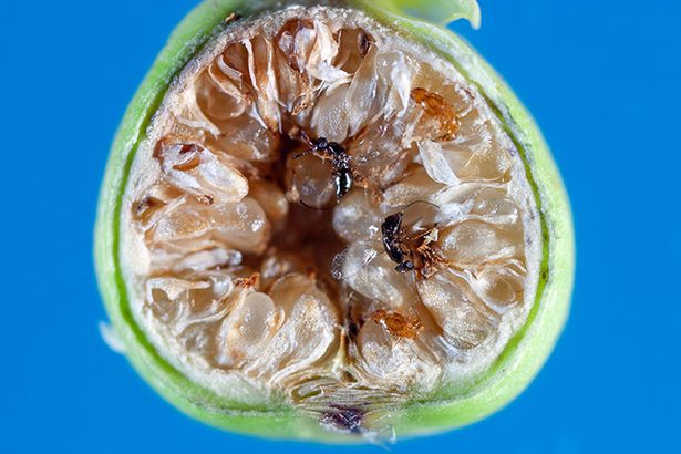 サルスベリの実は食べると毒？特徴や実生についても合わせて紹介！ – 東京寿園